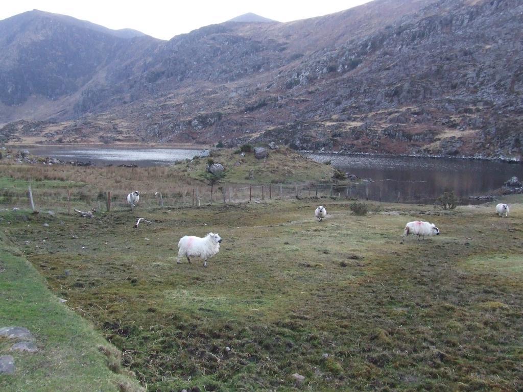 Rockfield House B&B Killarney Bagian luar foto